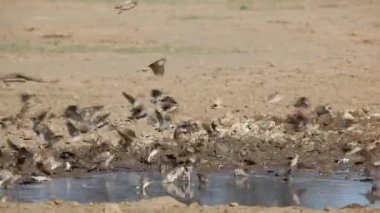 Kırmızı gagalı queleas