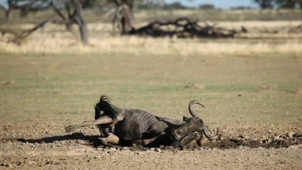 Wildebeest azul jugando — Vídeo de stock
