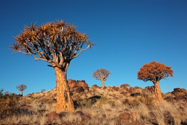 titreme ağaç manzara