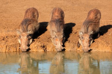 içme warthogs
