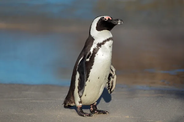 Αφρικανική penguin — Φωτογραφία Αρχείου