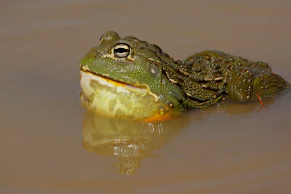 아프리카 자이언트 bullfrog — 스톡 사진