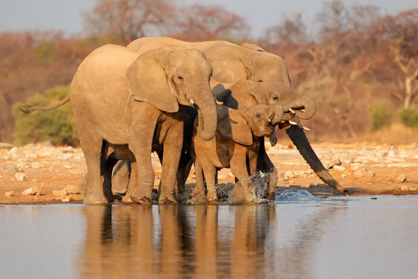 Elephants drinking water — Stock Photo, Image