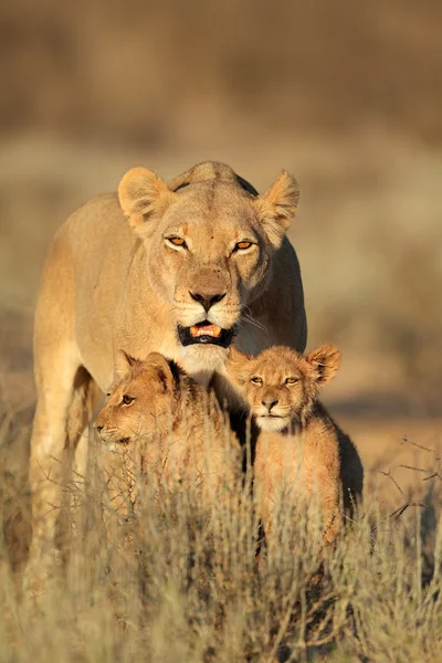 Leonessa con cuccioli — Foto Stock