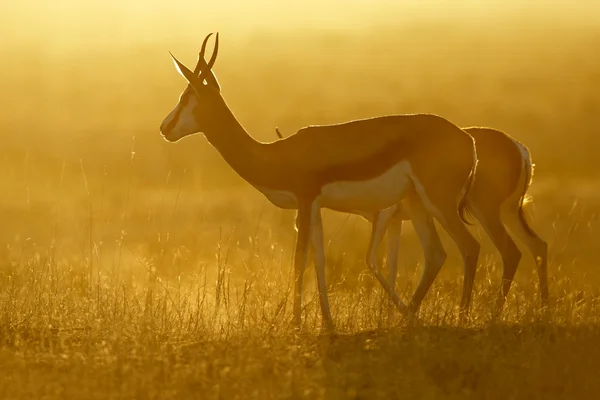 Springbok napkeltekor — Stock Fotó