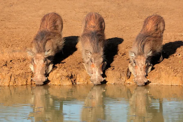 Içme warthogs — Stok fotoğraf
