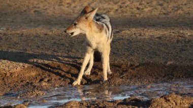 kara sırtlı çakal
