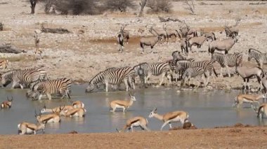 etkin su birikintisinin