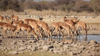 Impala antilop ziyarette200