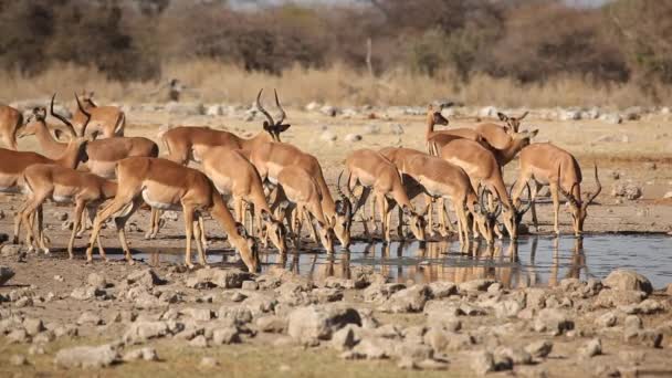 Antílopes de Impala en el abrevadero — Vídeo de stock