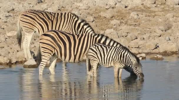 Plains Zebras drinking — Stock Video