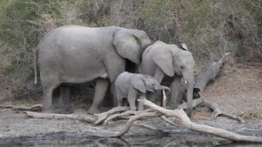 Afrika filleri