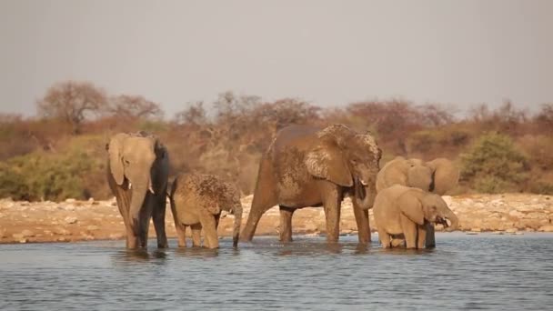 Elefantes africanos Agua potable — Vídeos de Stock