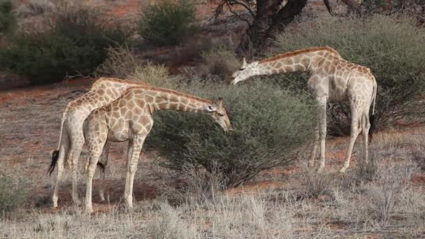 Alimentazione delle giraffe — Video Stock