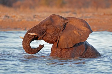 Elephant in water clipart