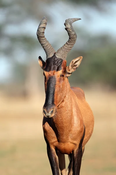 Kırmızı hartebeest portresi — Stok fotoğraf