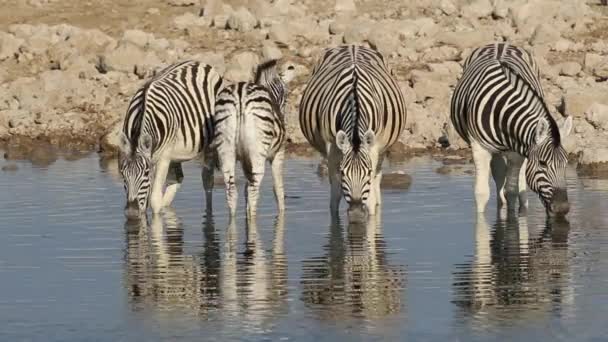 Plains Zebra's drinken — Stockvideo