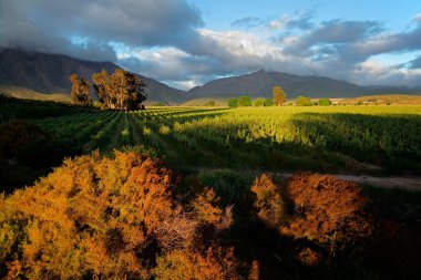 Vineyard peyzaj