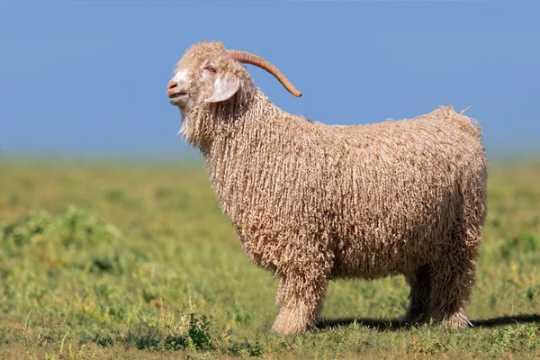 Angora goat — Stock Photo, Image