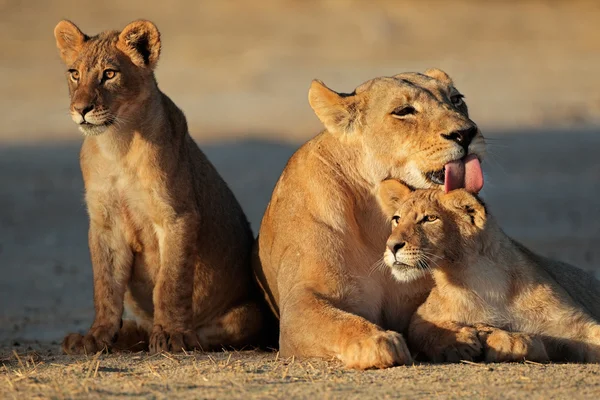 Leonessa con cuccioli — Foto Stock