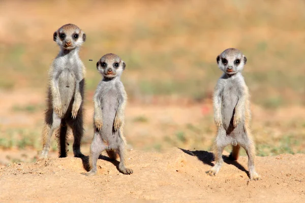 Meerkat bebekler — Stok fotoğraf