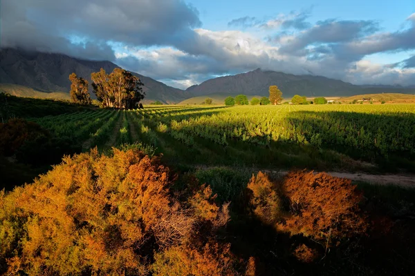 Wijngaard landschap — Stockfoto