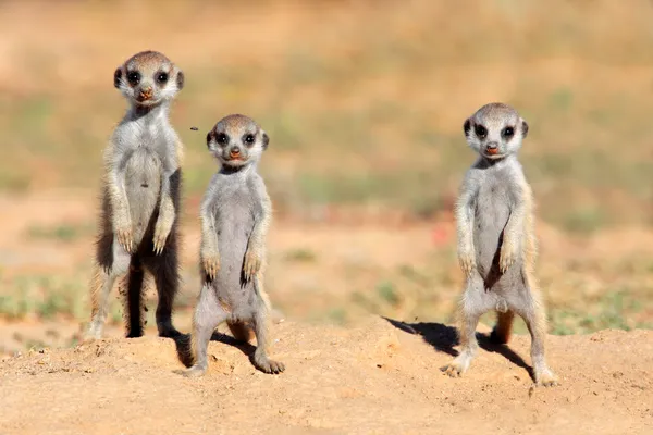 Meerkat babies Stock Image