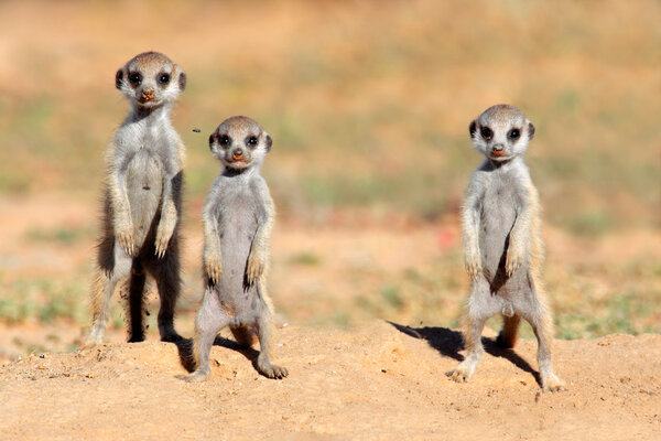 Bebés de suricata — Imagen de stock Bebés de suricata Imagen De Stock