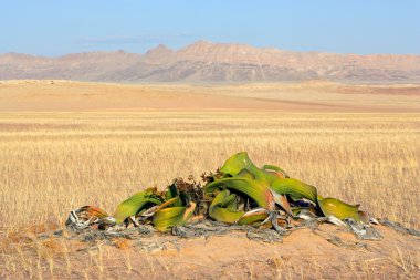 Welwitschia, namib Çölü