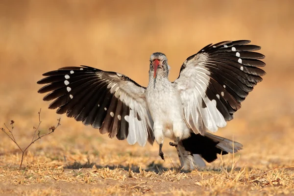 Rood-gefactureerde neushoornvogel landing — Stockfoto