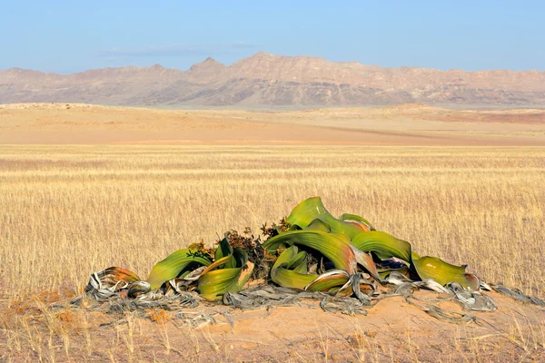 Welwitschia, deserto da Namíbia — Fotografia de Stock
