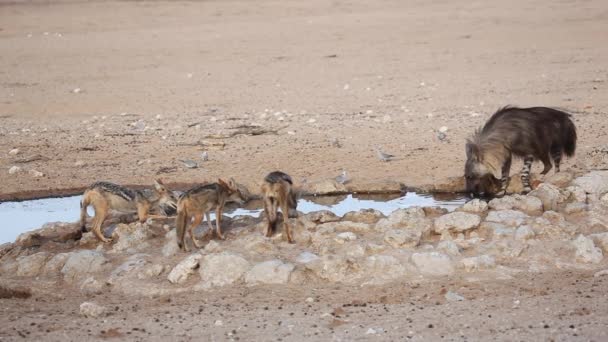 Brown hyena drinking water — Stock Video