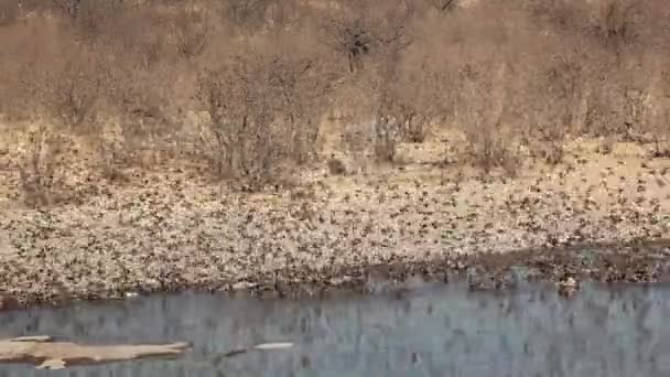 Rood-billed queleas — Stockvideo