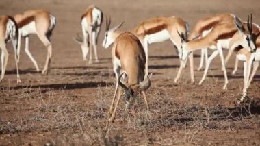 Springbok ve bush