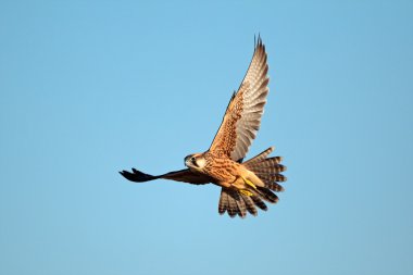 Uçuş bıyıklı Şahin