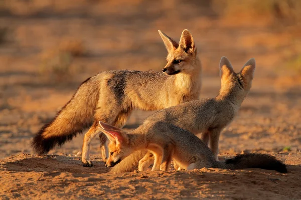 海角的狐狸家族 — 图库照片