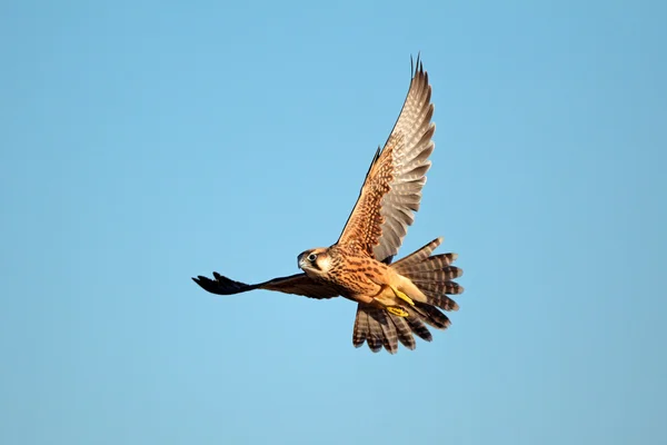 Lanner halcón en vuelo — Foto de Stock