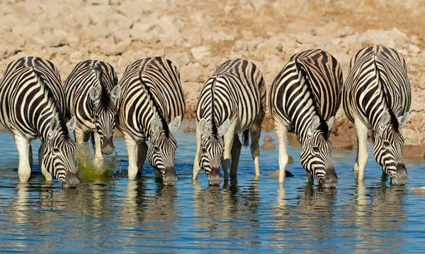 Planícies zebras água potável — Fotografia de Stock