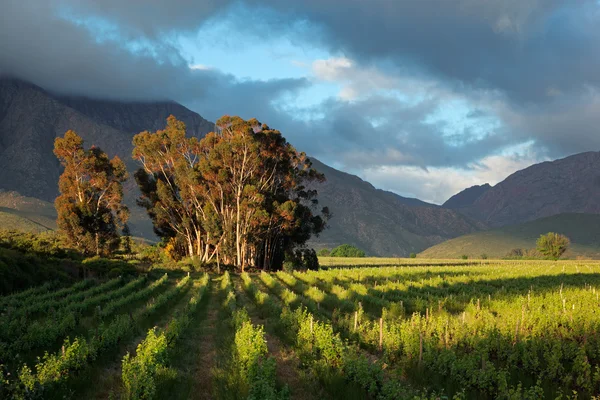 Wijngaard landschap — Stockfoto