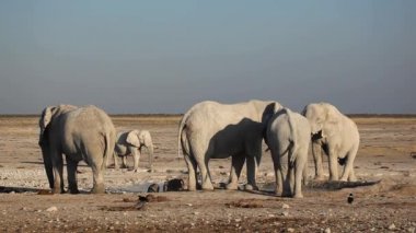 Afrika filleri ziyarette200