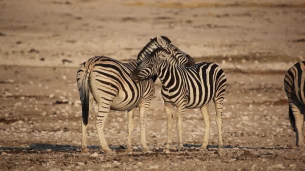 Plains Zebra's verzorgen — Stockvideo