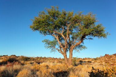 Afrika akasya ağacı