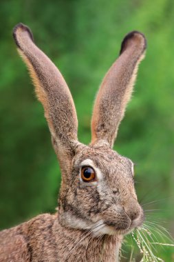 Scrub hare portrait clipart