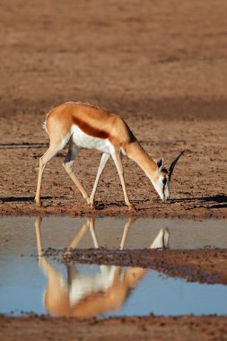 Springbok antilop