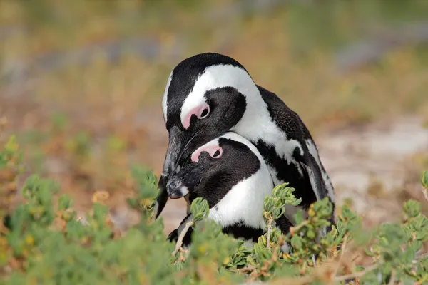 Pinguins africanos — Fotografia de Stock