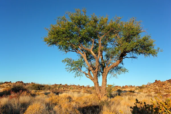 아프리카 아카시아 나무 — 스톡 사진