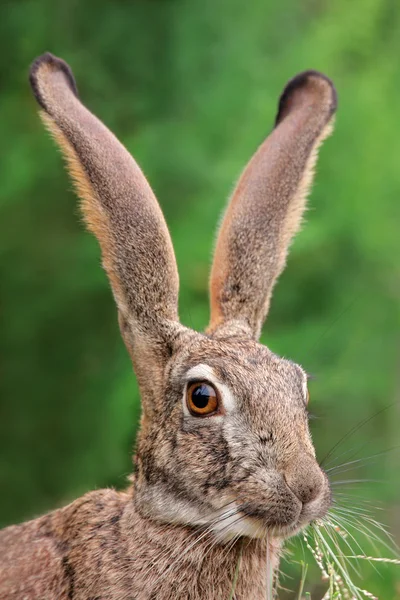 Skrubba hare porträtt — Stockfoto