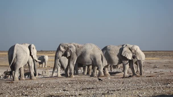 Οι αφρικανικοί ελέφαντες στο waterhole — Αρχείο Βίντεο