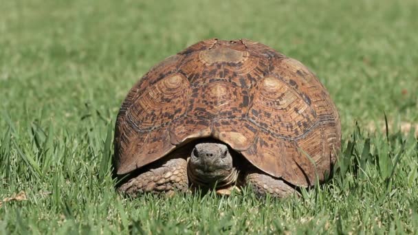 Tortue léopard — Video