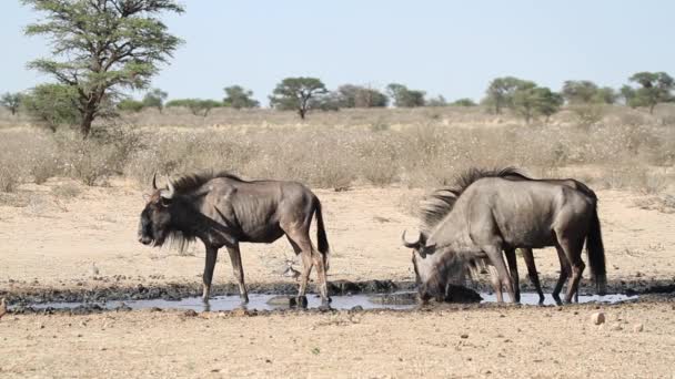 Wildebeest che beve — Video Stock